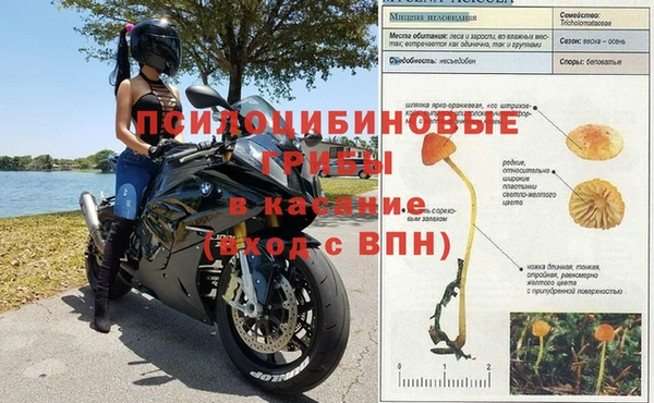 шишки Новодвинск